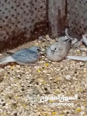  6 حمام ماسي أو ملوكي + كريم أبيض