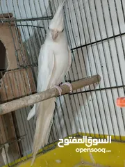  1 جوز كوكتيل شغال للبيع