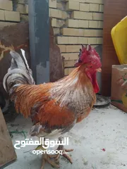  2 ديج عربي للبيع ضخم وعالي