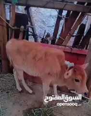  1 للبيع ثور عمر شهرين