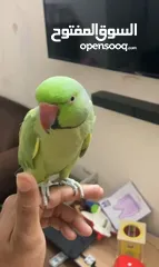  4 متو ذكر اليف ringneck parrot