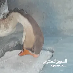  3 بطاط للبيع