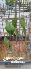  1 خمس حبات دره للبيع