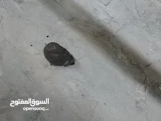  1 قنفذ صحه ونضافه للبيع