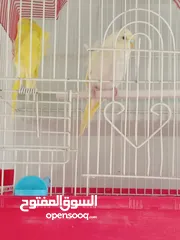  1 طيور للبيع ما شاء الله طيور بجننو طير من الجنه ما شاء الله الله يبارك لصاحب النصيب او صاحبيت النصيب