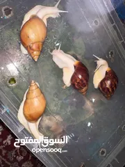  4 حلزون أفريقي