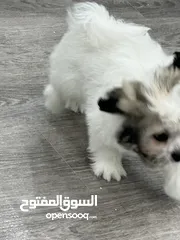  3 Maltese puppy 3 months
