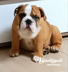  3 انجليش بولدوغ ،وارد روسيا ،ذكر