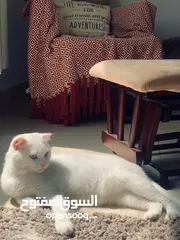  1 مطلوب قطه للتبني