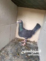  7 حمام للبيع