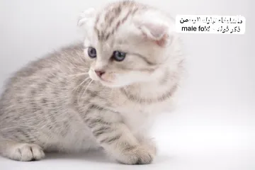  5 سكوتش كيتن فولد وستريت الوان مميزه ليلك ومشمشي وغيرها 15 كيتن