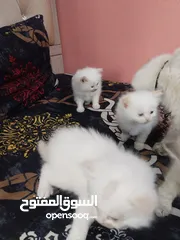  8 5 persian cats 45days old two male and 3 female price per cat 30 bd