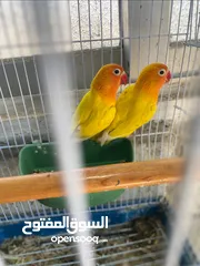  10 جواز روز وفشر عدد 10