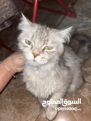  14 جميل العبادي