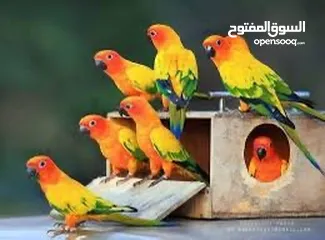  3 فروخ صن كنيور انتاج محلي