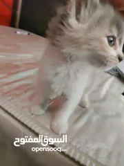 1 كيتين ذكر للتبني عمره شهرين