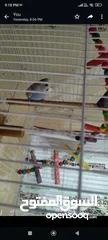  1 Budgies to sell