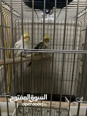  3 طيور كروان جميله و صوتهم جميل حيل و كلهم ربو و م يعضون