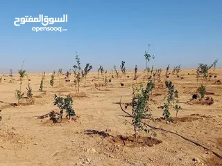  5 أرض بمساحة 3600m على طريق المطار ضمن كومباوند المطار 4