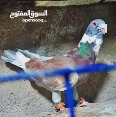  3 حمام بسعررر حررق