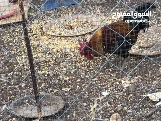  6 جايه وديك بلدي للبيع
