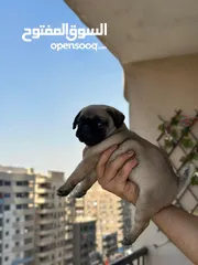  12 جراوي بج، pug puppies