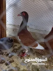  3 جوز مساويد سلافر وطيره بوز مغبره للبدل او للبيع