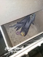  1 جوز كوكتيل بالصلاة على النبي صحه ونظافة معهن فرخ لون سكني أنتجت منهن وروضة فراخهن البيع لعدم التفرغ.