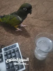  6 ببغاء أليف رن فقط نوعه بيتاجونيا كانيور صرلو مفطوم 3 شهور عز تعليمو لا الحكي