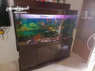  6 حوض سمك امريكي معدل حجم كبير