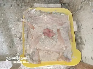  2 حمام مالطي روماني شغال اصفر فل كلر