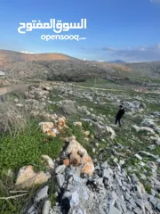  2 نمرة أرض للبيع او البدل ع سيارة بمنطقة روجيب مساحتها 600متر  واصلها خدمات  طابو نابلس