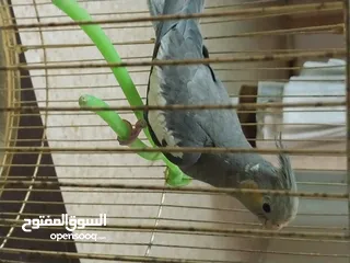  1 عصفور كوكتيل حبشي