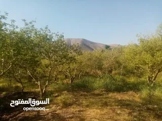  20 ارض للبيع في الحمه الاردنيه مزروع جوافه وكل انواع الحمضيات بثلاثه قواشين مستقلات ومتلاصقات لمالك واح