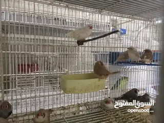  1 مطلوب جميع الطيور