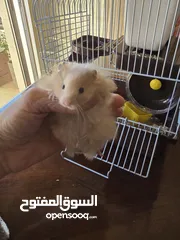  2 هامستر عدد 2 مع القفص