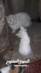 2 قطط شيرازي