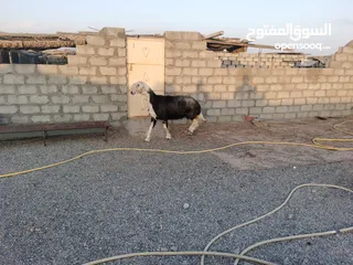  3 كبش نجدي اصل وجاعدتين