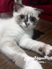  11 قط ذكر سكوتش فولد مكس شيرازي