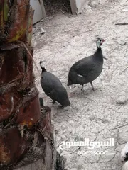  2 زوج قبج للبيع  