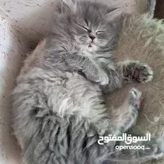  3 قطة منزل للبيع