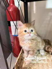  9 Cute Persian kittens