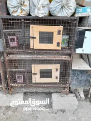  1 اقفاص طيور وارانب