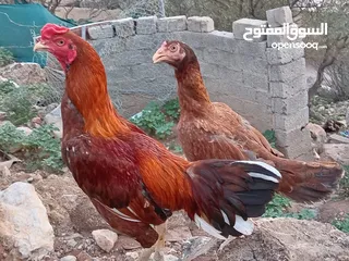  1 دجاج بقستانيات