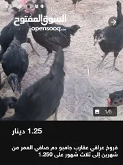  14 دجاج وحمام للبيع
