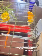  1 عصفور كنار البيع او بدل على انثى تكون جاهزه عل فحل مباشر يكون لون حلو منيح