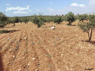  5 قطعة أرض بكوشان مستقل