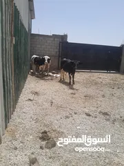  2 عجول لحم بلدي مسكرات