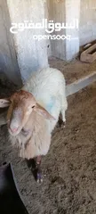  5 اضاحي للبيع