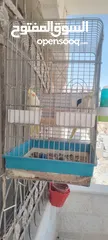  5 كوكتيل جوز للبيع